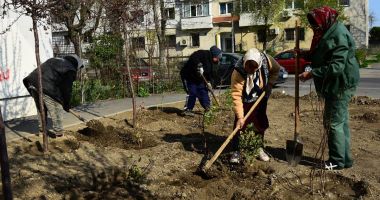Stire din Politică-Administrație : Sute de arbuști ornamentali, plantați de administrația locală în Constanța