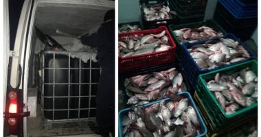 Sute de kilograme de pește fără documente legale, confiscate de polițiștii de frontieră