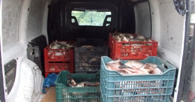 Stire din Eveniment : Sute de kilograme de pește, confiscate în zona Midia