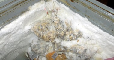 Sute de kilograme de melci de mare, confiscate de Garda de Coastă - 2