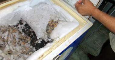 Sute de kilograme de melci de mare, confiscate de Garda de Coastă - 3