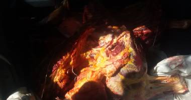 Sute de kilograme de carne de cal, confiscate de polițiștii de frontieră - 5