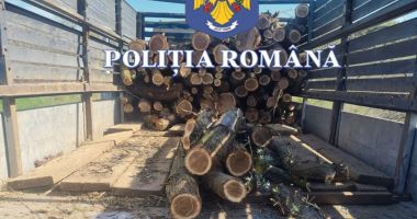 Stire din Eveniment : Patru bărbați s-au ales cu dosare penale pentru tăiere ilegală de arbori