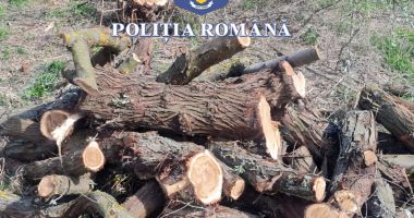 Patru bărbați s-au ales cu dosare penale pentru tăiere ilegală de arbori - 2