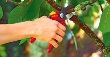 Stire din Diverse : Cinci semne că pomii din curte au devenit un pericol