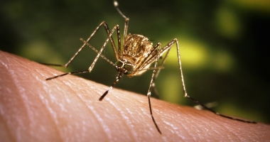 Stire din Sănătate : VIRUSUL ZIKA, LA UN PAS DE PANDEMIE. CÂT DE EXPUȘI SUNT CONSTĂNȚENII
