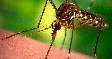 Stire din Sănătate : Primul caz de meningită West Nile, confirmat la Constanța