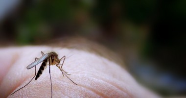 Stire din Sănătate : Metode naturale de a scăpa de țânțari