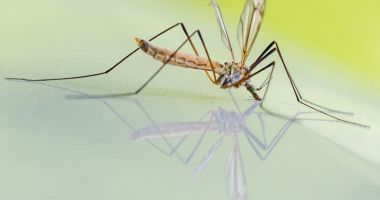 Stire din Social : Un nou caz de infecție cu virusul West Nile a fost confirmat la Constanța