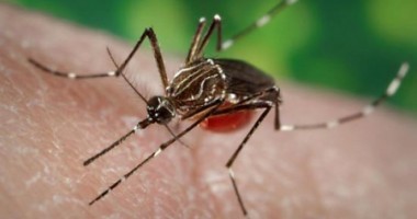 Febra letală dengue revine după 80 de ani în Grecia
