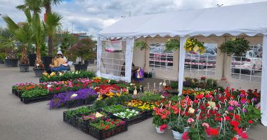 Stire din Economie : Spectacolul grădinilor în sărbătoare! Constănţenii, invitaţi, în weekend, la "Piaţa de Flori"