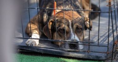 Stire din Social : Târg online de adopții organizat pe Facebook de ASPA pentru cățeii bătrâni