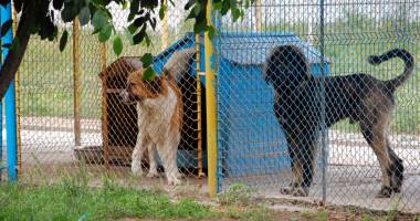 Stire din Politică-Administrație : Târg de adopție a câinilor comunitari, la Mangalia