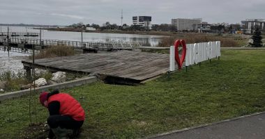 Stire din Social : Administraţia locală din Techirghiol a plantat sălcii pe malul lacului