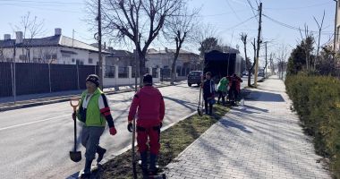 Primăria Techirghiol, acţiune de plantare de arbori în localitate