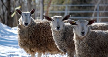 Stire din Economie : Termen limită pentru crescătorii de animale