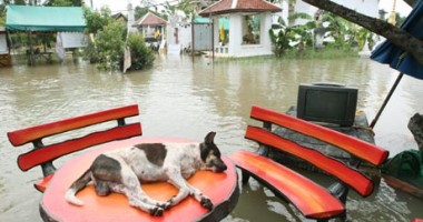 Stire din Actualitate : Stare de dezastru în Thailanda în urma inundațiilor