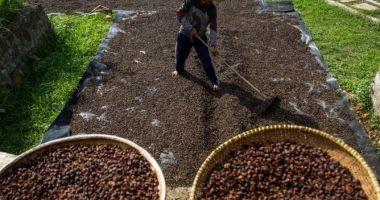Stire din Actualitate : Prețul cafelei arabica a atins un nivel record, cel mai mare din ultimii 50 de ani