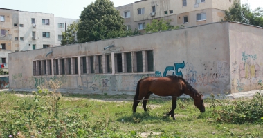 Căruțele, coșmarul conducătorilor auto! "Polițiștii sunt legați de mâini, nu au ce să le facă" - 19