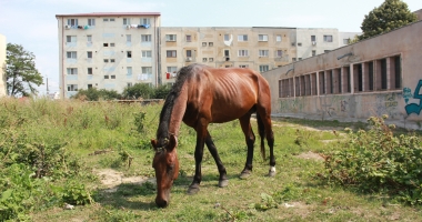 Căruțele, coșmarul conducătorilor auto! "Polițiștii sunt legați de mâini, nu au ce să le facă" - 20