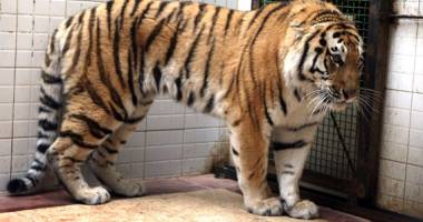 Un tigru scăpat de la Zoo a ucis un om în Tbilisi