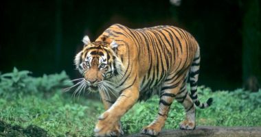 Stire din Actualitate : Tigrul care a omorât cel puțin nouă persoane, printre care o mamă și un copil, a fost ucis