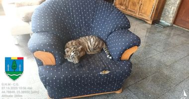 Animale legate cu lanțul într-o gradină zoologică ilegală. Cât era preţul unui bilet de intrare - 3
