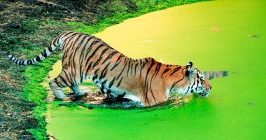 Stire din Actualitate : Imagini spectaculoase cu un tigru siberian care înoată într-un lac de smarald