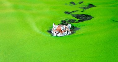 Imagini spectaculoase cu un tigru siberian care înoată într-un lac de smarald - 3