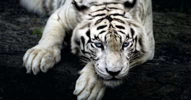 Stire din Actualitate : Îngrijitor de la o grădină zoologică, sfâșiat de un exemplar rar de tigru alb