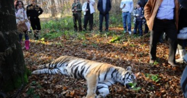 Stire din Eveniment : Dosar penal, după uciderea tigrului de la Sibiu