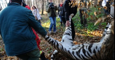 Stire din Eveniment : Cadavrul tigrului de la Sibiu pleacă la Universitatea Babeș Bolyai