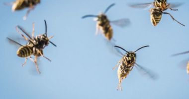 18 răniți, în urma unui atac al unui roi de viespi