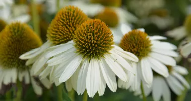 Stire din Sănătate : Tinctura de echinacea nu este recomandată persoanelor cu boli autoimune