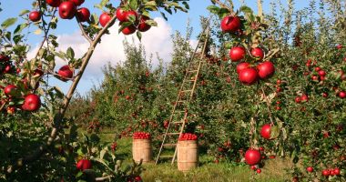Stire din Economie : Tinerii din diaspora care vor să facă afaceri în agricultură vor fi sprijiniţi