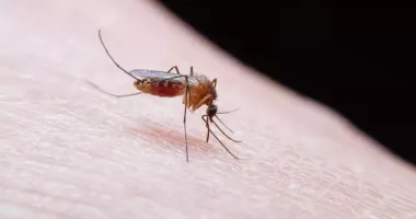 Trei cazuri de infecţie cu virusul West Nile, dintre care un deces
