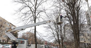 Stire din Social : Arborii din cartierele constănţene sunt pregătiţi de primăvară