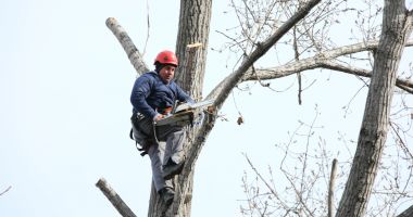 Stire din Politică-Administrație : Administrația locală continuă toaletarea arborilor din Constanța