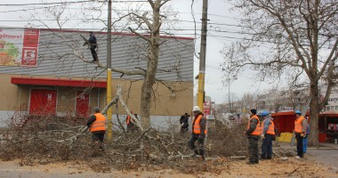 Stire din Social : Galerie FOTO. A început toaletarea copacilor de pe strada I.C. Brătianu