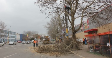 Galerie FOTO. A început toaletarea copacilor de pe strada I.C. Brătianu - 2