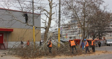 Galerie FOTO. A început toaletarea copacilor de pe strada I.C. Brătianu - 4