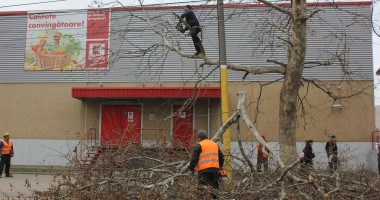 Galerie FOTO. A început toaletarea copacilor de pe strada I.C. Brătianu - 5