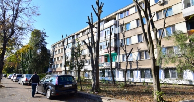 Copacii de pe bulevardul Ferdinand, "măcelăriți" cu drujba. "Sunt tăieri de corecție" - 3