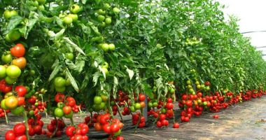 Stire din Economie : Guvernul a prelungit cu 15 zile perioada de valorificare a tomatelor