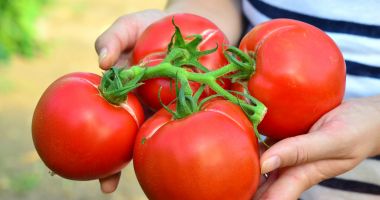 SCANDALUL TOMATELOR / O REACȚIE LA CARE NU NE AȘTEPTAM