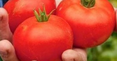 Tomatele românești intră pe piață