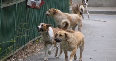 Stire din Politică-Administrație : Primăria Topraisar se ocupă gratuit de sterilizarea câinilor fără stăpân din comună