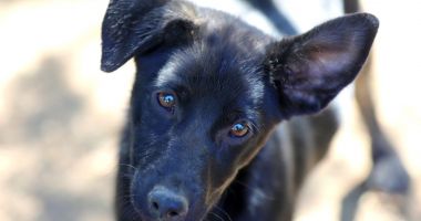 Stire din Social : Toto așteaptă să fie luat acasă. Adoptați un câine și vă alegeți cu un prieten pe viață!