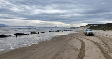 Stire din Actualitate : Tragedie ecologică fără margini. Peste 150 de balene au eșuat pe o plajă și nu mai pot fi salvate