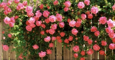 Cum se mențin cascadele florale ale trandafirilor